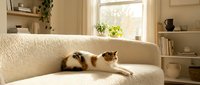 Adorable calico cat relaxing on cream sofa in bright modern living room with natural sunlight streaming through window creating cozy home atmosphere.