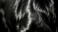 Close-up of dark animal fur with detailed texture and natural light highlighting individual strands, suitable for wildlife and nature content.