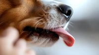 Close-up macro shot of dog nose and pink tongue sticking out, showing detailed texture of wet snout and facial fur in soft focus background.