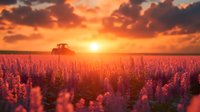Tractor silhouette in lavender field at dramatic sunset with orange sky and clouds. Purple flowers backlit by golden sunlight create magical rural landscape.