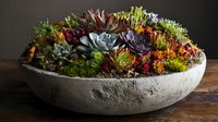 Colorful succulent garden in round concrete planter featuring echeveria, sedum, and kalanchoe varieties arranged in artistic composition on wooden surface.