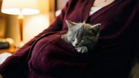 Gray tabby kitten resting on person's burgundy sweater indoors with warm lamp lighting in background, suitable for pet care and lifestyle content.