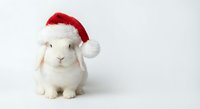 Adorable white rabbit wearing red Santa hat sits on clean background, perfect for holiday greeting cards, Christmas decorations and seasonal marketing materials.