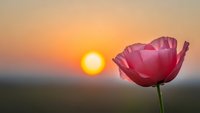 Pink poppy flower blooming at golden hour sunset with warm orange sky and soft bokeh background for nature photography and floral design projects.