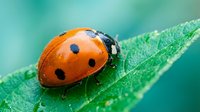 Red ladybug with black spots sitting on green leaf with water droplets in natural garden setting for nature and wildlife photography projects.
