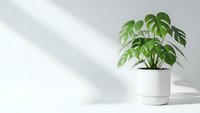 Monstera deliciosa houseplant in white ceramic pot against minimalist wall with natural sunlight shadows creating modern home decor atmosphere.
