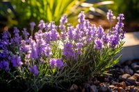 Blooming lavender plants in garden setting with morning sunlight, purple flowers against natural stone mulch background, soft bokeh effect creates dreamy atmosphere.