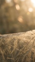 Weathered fallen log with textured bark in warm golden sunlight with soft bokeh background creating peaceful natural atmosphere.