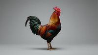 Colorful rooster with vibrant red, orange, and iridescent green plumage standing against neutral background. Suitable for poultry farming, agriculture, and animal-related designs.