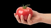 Fresh red tomato held in hand, isolated on transparent background, ready for clipart, t-shirt design, print-on-demand products, stickers, and sublimation projects.