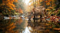 Lynx drinking from forest stream in autumn with golden foliage and fallen leaves creating peaceful wildlife scene with water reflections.