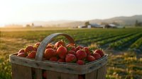 Fresh ripe strawberries in rustic wooden basket at sunset on organic farm with rows of crops and mountains in background for healthy eating concepts.