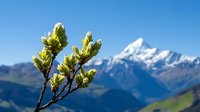 Fresh spring buds on tree branch against snow-capped mountain peaks and blue sky, showcasing natural awakening in alpine landscape with selective focus.