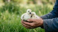 Young cygnets resting in weathered hands of farmer or caretaker against blurred green garden background, symbolizing wildlife care and nurturing.