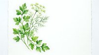Watercolor green herbs bouquet with parsley and dill on white background, fresh culinary plants painted in soft botanical style.