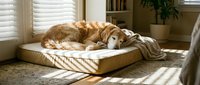 Golden retriever resting peacefully on a cozy dog bed with a soft blanket in a sunny living room interior.