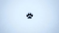 Animal paw print in fresh snow, isolated on white background, suitable for winter designs, pet-related projects, and nature-themed graphics.