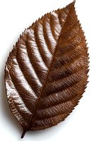 Brown autumn leaf with serrated edges and prominent veins isolated on white background, showcasing detailed natural texture for seasonal designs.