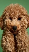 Adorable red poodle puppy with curly coat sitting against green background. Cute young dog with fluffy fur and sweet expression for pet care designs.
