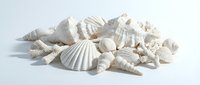 Assorted white and cream seashells and sea snail shells scattered on white background, suitable for coastal design, marine decoration, and beach-themed projects.