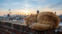 Orange tabby cat sleeping peacefully on brick wall with urban city skyline at golden hour sunset creating warm atmospheric lighting for pet photography.