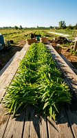 Raised garden bed with lush green vegetable plants growing in organized rows on wooden planks, surrounded by farmland under clear blue sky, suitable for agriculture and gardening content.