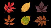 Autumn leaves collection featuring red, yellow, brown, and green foliage isolated on transparent background. Ready for t-shirt designs, clipart, stickers, sublimation, and print-on-demand projects.