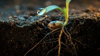 Young green plant seedling emerging from rich dark soil with visible root system and water droplet on leaf showcasing new life and growth in nature.