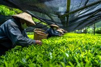 Asian farmers harvesting green tea leaves under protective shade netting in traditional conical hats, showcasing sustainable agriculture practices.