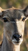 Close-up portrait of young deer with expressive brown eyes and soft fur in natural outdoor setting for wildlife and nature photography projects.