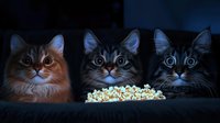 Three curious cats with wide eyes watching intently in dark room with bowl of popcorn, creating humorous movie night atmosphere. Perfect for entertainment concepts.