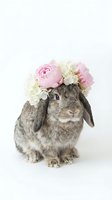 Adorable gray lop-eared rabbit wearing pink peony and white hydrangea flower crown on white background for Easter and spring celebrations.