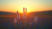 Wildflowers silhouetted against golden sunset over mountain landscape, creating atmospheric nature scene with warm gradient sky.