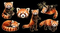 Red panda collection featuring six isolated animals in various poses on transparent background, ready for t-shirt design, clipart, stickers, sublimation and print-on-demand projects.