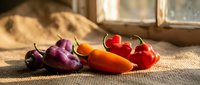 Colorful hot chili peppers arranged on rustic burlap near a sunny window, showcasing vibrant purple, orange, and red varieties in warm natural light.