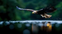 Majestic bald eagle flying low over water surface with wings spread, capturing dramatic moment against blurred bokeh background in natural setting.