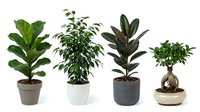 Four popular houseplants in decorative pots including fiddle leaf fig, ficus, rubber plant and bonsai tree for indoor gardening and home decor.