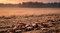 Autumn leaves scattered on frost-covered ground at sunrise with misty field and forest in background creating peaceful morning landscape scene.