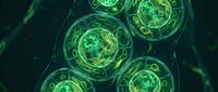 Green glowing cellular structures with intricate internal details floating in dark space for scientific and medical educational content.