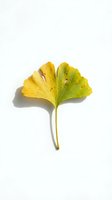 Single ginkgo biloba leaf changing from green to yellow autumn colors isolated on white background for natural health and wellness designs.