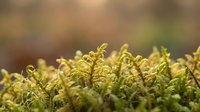 Macro shot of young fern fronds unfurling with soft bokeh background, ideal for nature, botanical, and environmental design projects.
