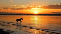 Silhouette of wild horse walking along beach at dramatic orange sunset with sun rays breaking through clouds reflecting on calm ocean water.