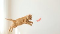 Orange tabby cat jumping and playing with pink toy in mid-air against white background. Playful kitten leaping with paws extended showing natural feline behavior.