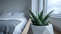 Potted aloe vera succulent plant with water droplets on leaves displayed on windowsill near bed, home decor and indoor gardening.