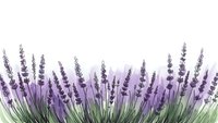 Lavender flowers border with purple blooms and green stems isolated on white background for aromatherapy and spa design projects.