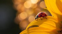 Red ladybug on bright yellow flower petal with warm bokeh background creating natural macro photography composition for nature and garden themes.