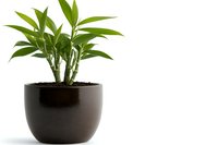 Lucky bamboo plant with fresh green stalks and leaves growing in modern dark brown ceramic pot against white background, isolated decorative houseplant.