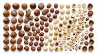 Assorted nuts and seeds arranged by type and size, including whole hazelnuts, cashews, and chopped pieces isolated on white background for culinary, nutritional, and design projects.