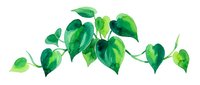 Watercolor green leaves isolated on white background, perfect for botanical designs, nature graphics, and eco-friendly branding projects.