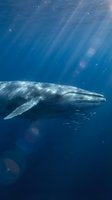 Majestic humpback whale swimming gracefully through deep blue ocean waters with sunlight rays filtering down from surface creating magical underwater scene.
